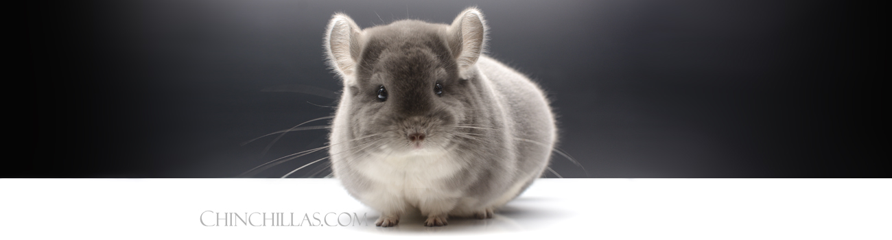 Feature Image for The History of the Violet Chinchilla